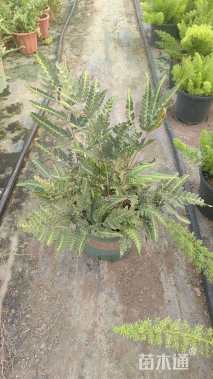 高度20厘米凤尾蕨