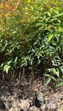 高度50厘米南天竹