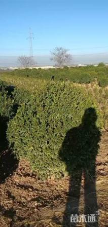 高度280厘米红叶石楠柱