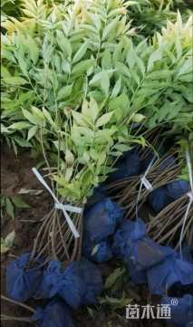 高度50厘米接骨木