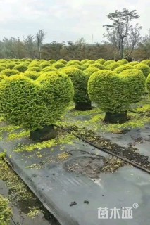 1公分造型亮金女贞