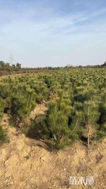 高度150厘米油松