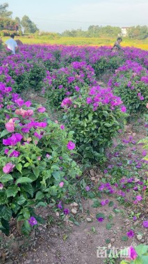 冠幅80厘米三角梅球