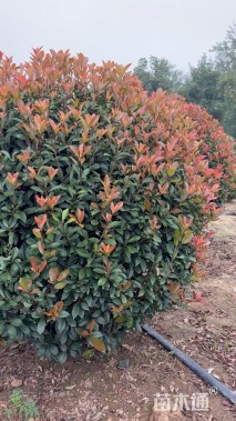 冠幅160厘米红叶石楠球