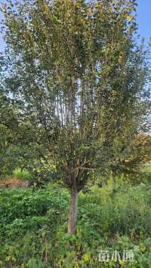 14公分西府海棠