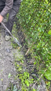 主蔓长150厘米常春油麻藤
