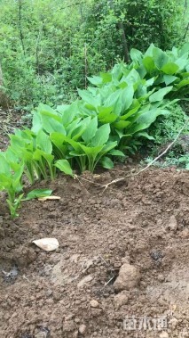 高度15厘米青叶玉簪