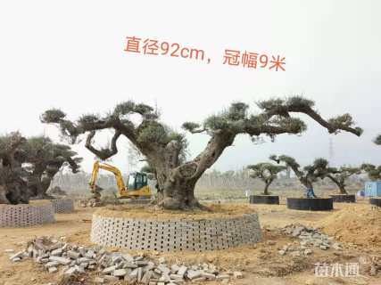 80公分橄榄树