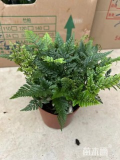 高度20厘米狼尾草