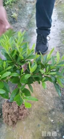 高度30厘米春鹃