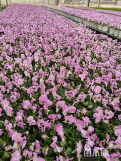 高度20厘米角堇