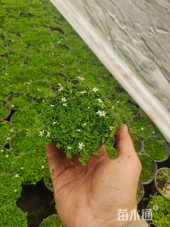 高度10厘米半边莲