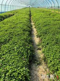 高度20厘米紫云英