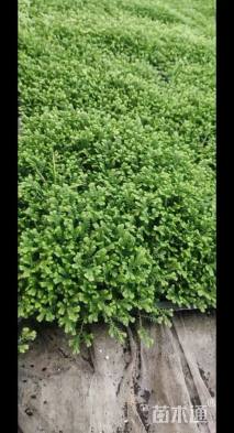 高度10厘米翠云草