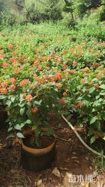 高度80厘米冬红