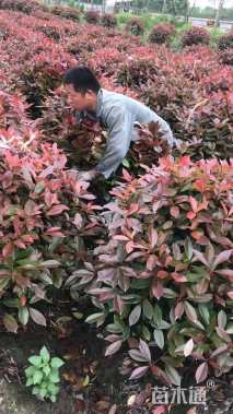 冠幅100厘米红叶石楠球
