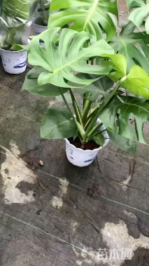 60厘米龟背竹