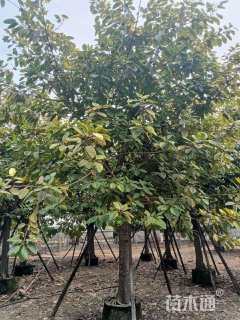 高度550厘米富贵榕