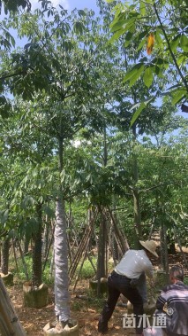 10公分美丽异木棉