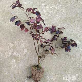 高度28厘米红花继木