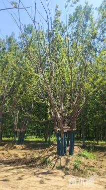 18公分(5杆)丛生朴树