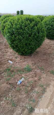 冠幅150厘米卫矛球