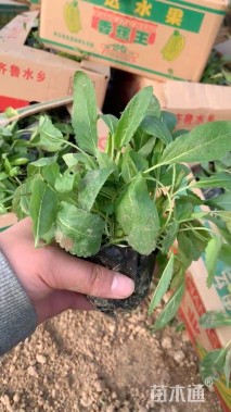 高度30厘米超级鼠尾草