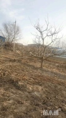 12公分山楂树