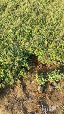 高度30厘米粉花绣线菊