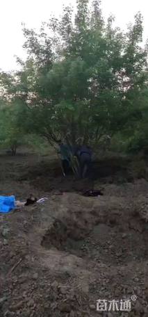 高度600厘米丛生五角枫