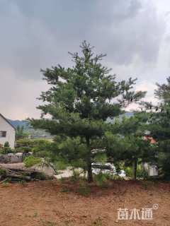 高度500厘米华山松