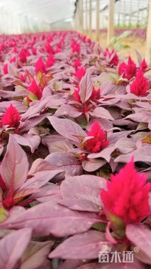 高度15厘米一支笔