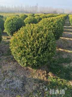 冠幅120厘米大叶黄杨球