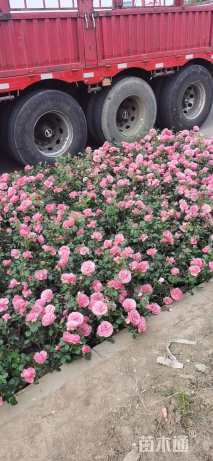 高度50厘米品种月季