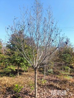 12公分绚丽海棠