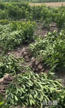 高度120厘米法国冬青