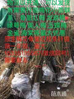 高度200厘米朱砂梅