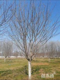 18公分日本晚樱