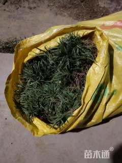 高度20厘米麦冬