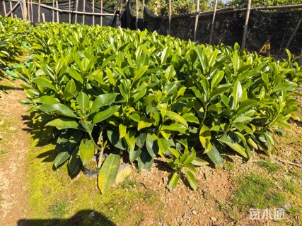 高度18厘米非洲茉莉