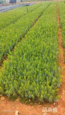 高度15厘米华山松