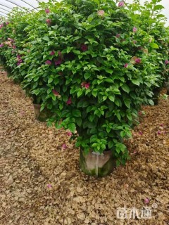 冠幅80厘米三角梅球