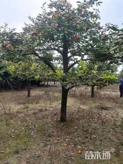16公分柿树