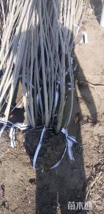 高度250厘米丛生紫荆