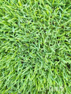 高度3厘米虎皮草