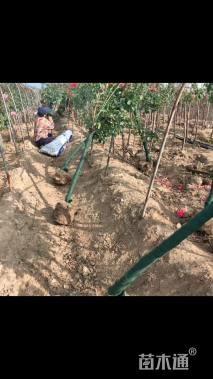 高度160厘米月季