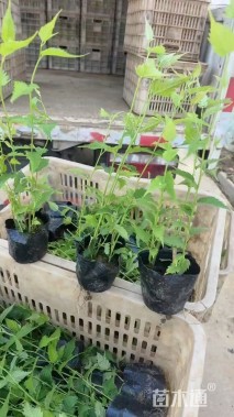 高度60厘米棣棠