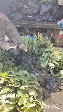 高度30厘米洒金珊瑚