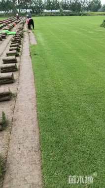 草块状百慕大草