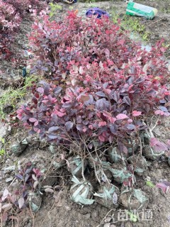 高度30厘米红花继木小苗